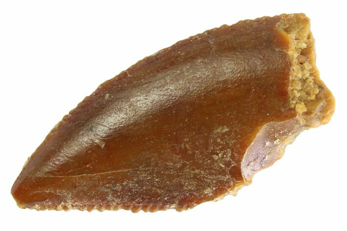 Serrated Raptor Tooth - Real Dinosaur Tooth #332725